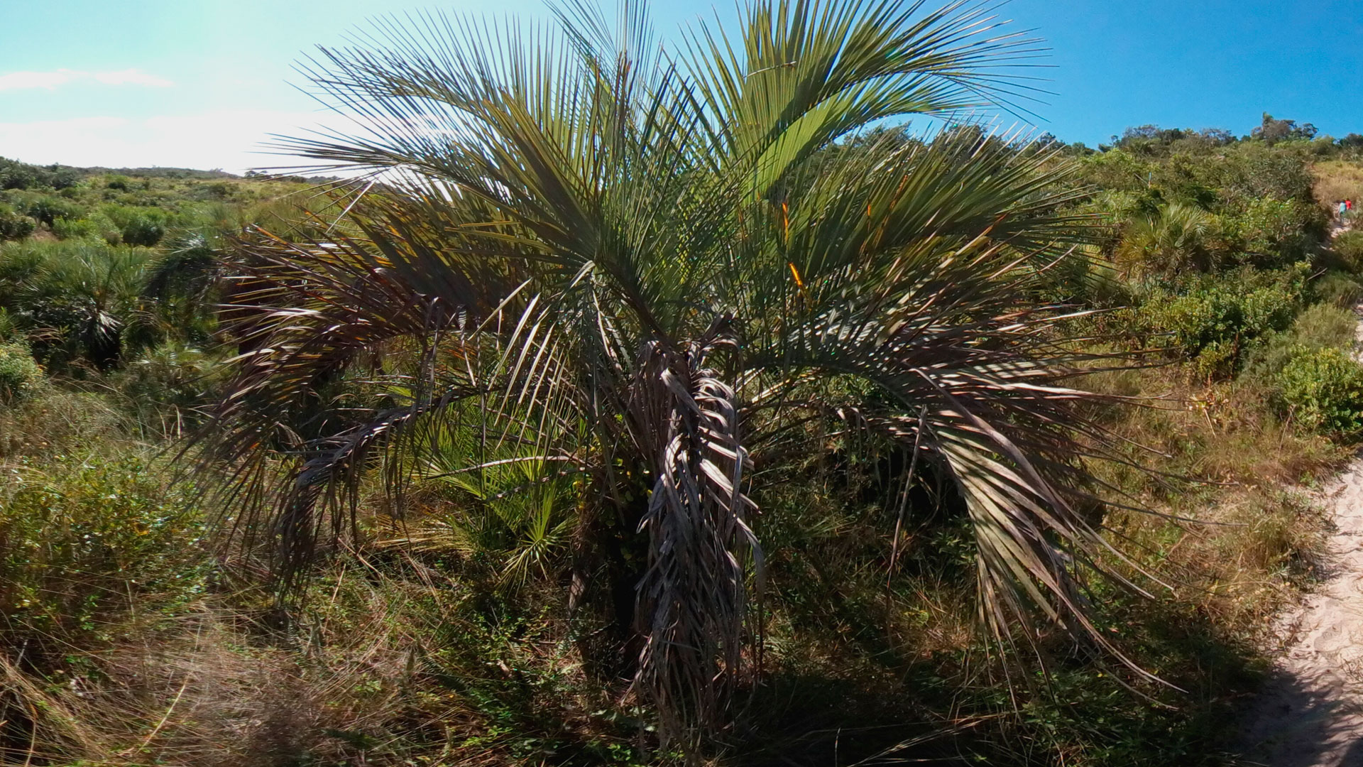 fotografia da palmeira Butia catarinensis